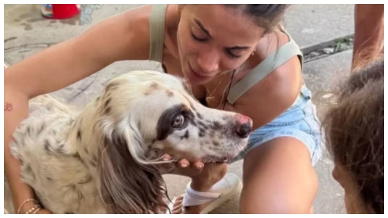 Cachorro de Anitta é resgatado por bombeiros após ficar preso 1 cachorro de anitta e resgatado por bombeiros apos ficar preso